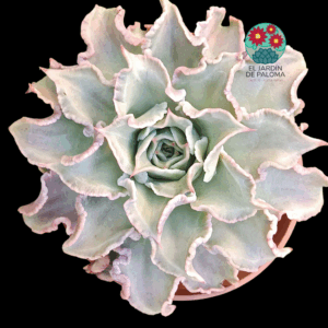 Echeveria Madiba (maceta grande)