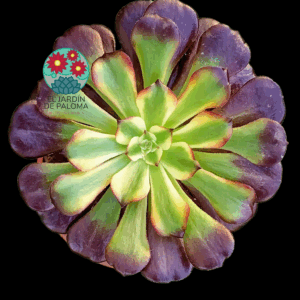 Aeonium Miky variegata (importación)