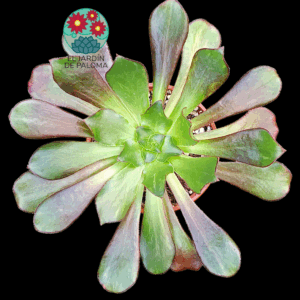 Aeonium Phanton silk rainbow variegata (importación, Maceta grande))