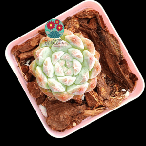 Echeveria Meteor (importación)