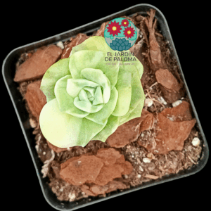 Graptoveria Lovely rose variegata (importación)