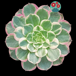 Aeonium Evening banquet variegata (importación)