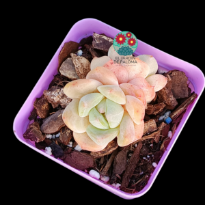 Echeveria Toffe (importación)