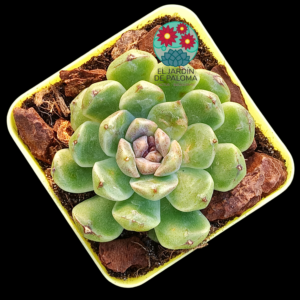 Echeveria "Black bean "(importación)