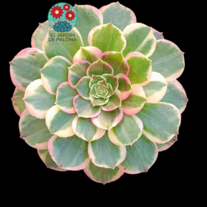 Aeonium Evening banquet variegata (importación)