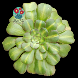 Aeonium Blushing beauty middle variegata importación (muy grande y con hijos)