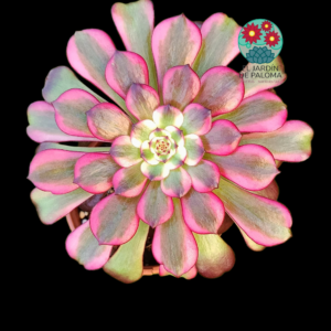 Aeonium Miky variegata (importación)