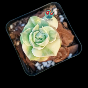 Graptoveria Lovely rose variegata (importación)