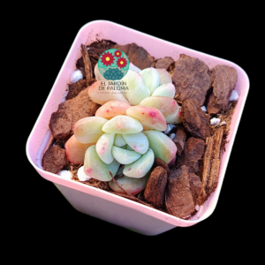 Echeveria Toffe (importación)