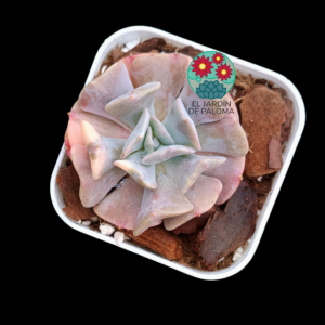 Echeveria Cubic fros variegata (importación)