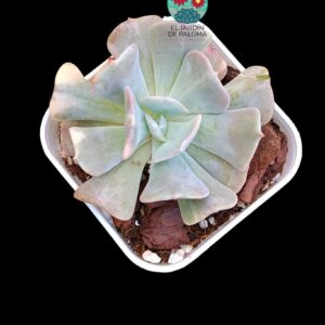 Echeveria Cubic fros variegata (importación)