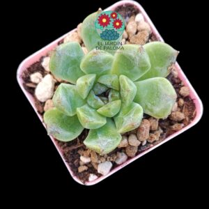 Echeveria "Black bean "(importación)