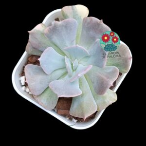 Echeveria Cubic fros variegata (importación)