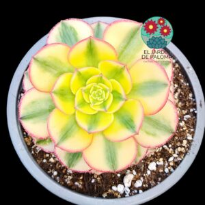 Aeonium Sun God variegata con hijuelo (importación)