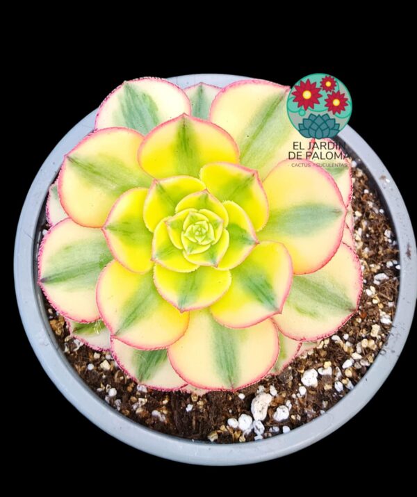 Aeonium Sun God variegata con hijuelo (importación)