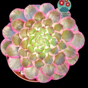 Aeonium Evening banquet variegata (importación)