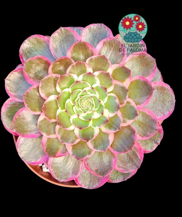 Aeonium Evening banquet variegata (importación)