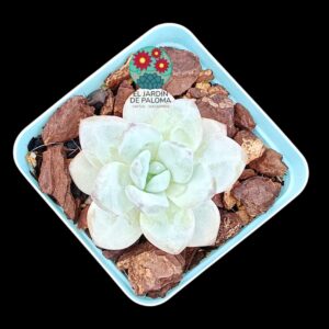 Echeveria Star snow (importación)