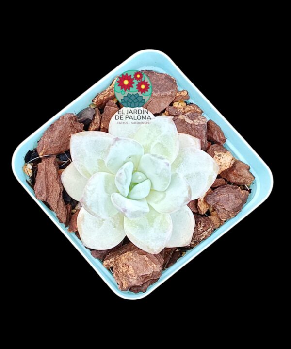 Echeveria Star snow (importación)