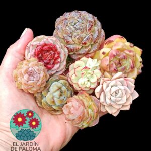 PLANTAS DE COLECCION