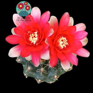Gymnocalcyum baldianum (flor roja)