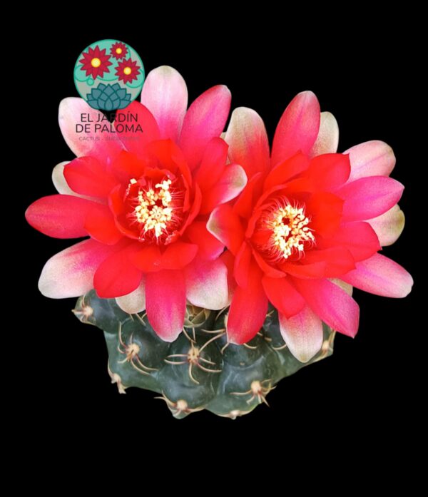 Gymnocalcyum baldianum (flor roja)