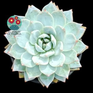 Echeveria Blue bird