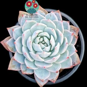 Echeveria Blue bird (buen tamaño)