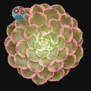 Aeonium Evening banquet variegata (importación, es grande)