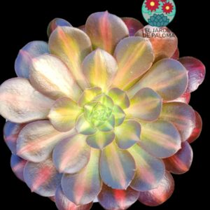 Aeonium Blushing beauty variegata ( importación y con hijuelos)