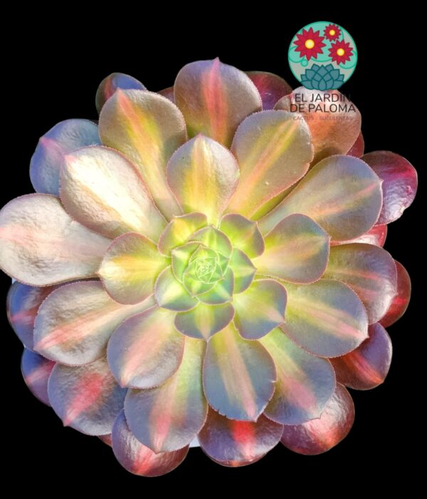 Aeonium Blushing beauty variegata ( importación y con hijuelos)