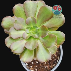Aeonium Blushing beauty middle variegata importación (tiene muchos hijos y es grande)