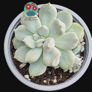 Echeveria Choux cream con hijuelo