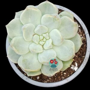 Echeveria Choux cream