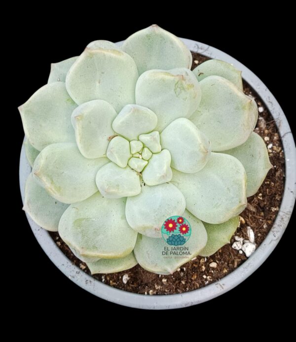 Echeveria Choux cream