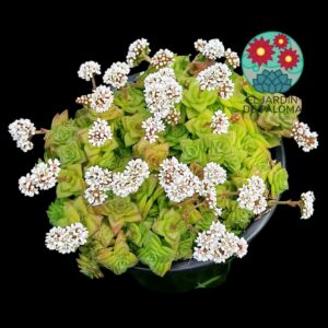 Crassula socialis