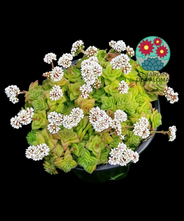 Crassula socialis
