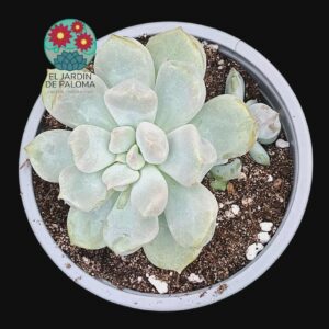 Echeveria Choux cream con hijuelo