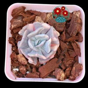 Echeveria Cubic fros variegata (importación)