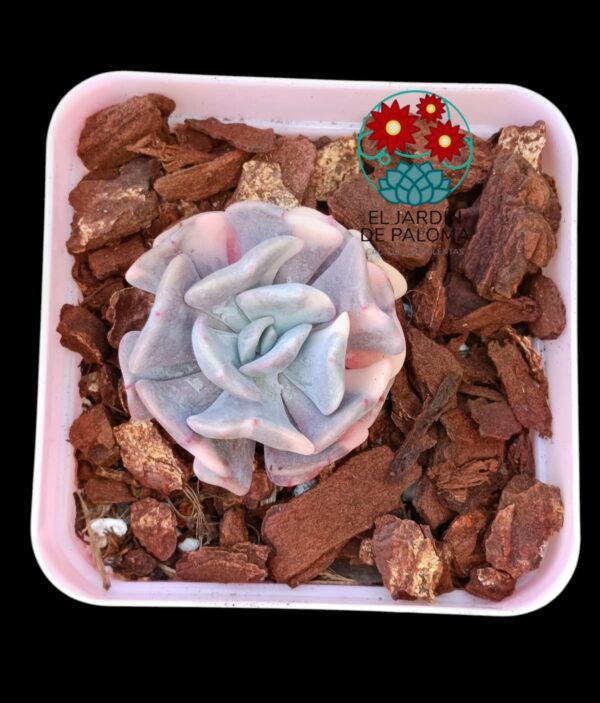 Echeveria Cubic fros variegata (importación)