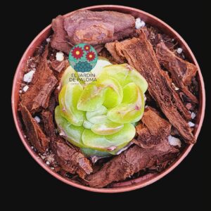 Echeveria Daiquiri (importación, maceta pequeña)