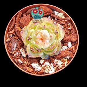 Echeveria Ice lip gloss (importación y maceta pequeña)