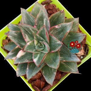 Echeveria Monocerosis variegata (importación)