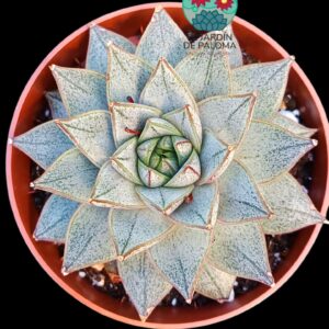 Echeveria White purpusorum