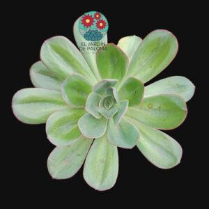 Echeveria "Green pacific (muy grande)