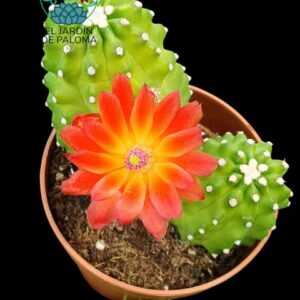 Echinocereus Triglochidiatus var.inermis (buen tamaño)