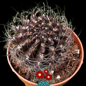 Eriosyce Crispa (flor rosa claro)