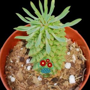 Euphorbia Sotetsu kirin