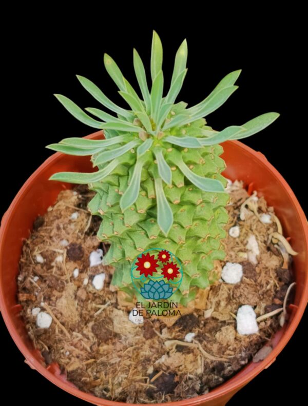 Euphorbia Sotetsu kirin