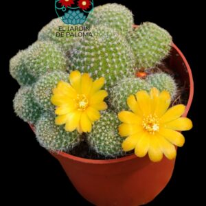 Rebutia Fabrissi var. aureiflora